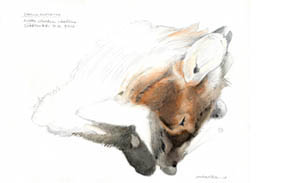 Kettu ja ilves. Fox and Lynx