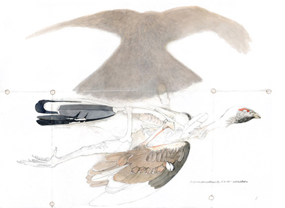 Kanahaukka ja nuori metso · Goshawk and young Capercaillie
