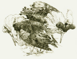 Suokkukot